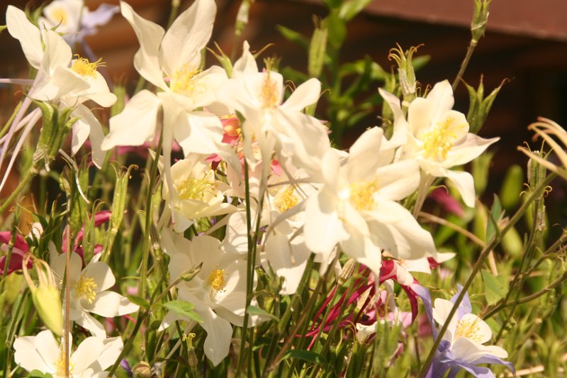 Trip (164).JPG - Wildflowers in Yellowstone National Park